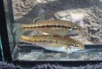 Ilyodon whitei