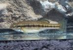 Ilyodon whitei