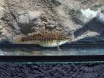 Allodontichthys tamazulae