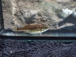 Allodontichthys tamazulae
