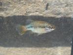 Xenotoca lyonsi