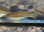 Ilyodon whitei