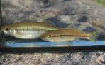 Ilyodon whitei