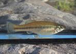 Ilyodon whitei