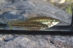 Ilyodon whitei