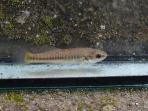 Allodontichthys tamazulae