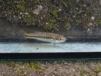 Allodontichthys tamazulae