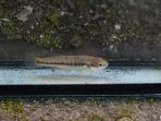 Allodontichthys tamazulae