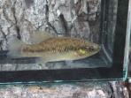 Xenotoca melanosoma