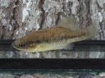 Xenotoca melanosoma