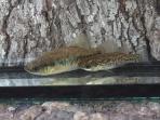 Xenotoca melanosoma