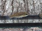 Xenotoca melanosoma