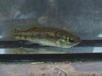 Xenotoca melanosoma