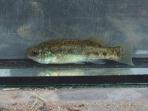 Xenotoca melanosoma