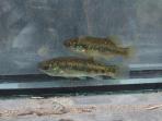 Xenotoca melanosoma