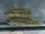 Xenotoca melanosoma