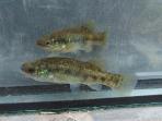 Xenotoca melanosoma
