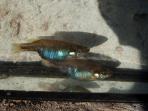 Allotoca maculata