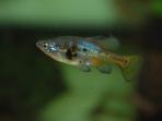 Skiffia multipunctata