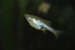 Skiffia multipunctata