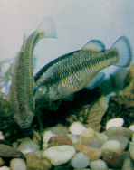 Crenichthys cf. baileyi