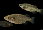 Crenichthys cf. baileyi