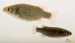 Crenichthys cf. baileyi