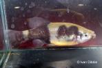 Skiffia multipunctata