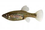 Skiffia multipunctata