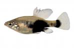Skiffia multipunctata