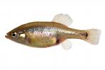 Skiffia multipunctata