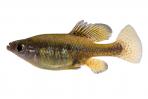 Skiffia multipunctata