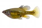 Skiffia multipunctata