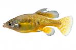 Skiffia multipunctata