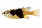 Skiffia multipunctata
