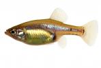 Skiffia multipunctata