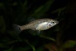Skiffia multipunctata