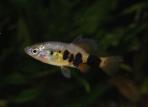 Skiffia multipunctata