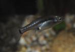 Skiffia multipunctata