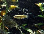 Crenichthys baileyi baileyi