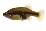 Xenotoca lyonsi