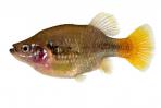 Xenotoca lyonsi