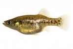 Xenotoca melanosoma