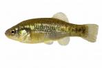 Xenotoca melanosoma