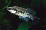 Xenotoca melanosoma