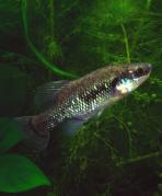 Xenotoca melanosoma