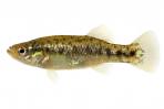 Xenotoca melanosoma