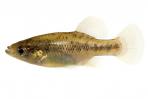 Xenotoca melanosoma