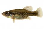 Xenotoca melanosoma