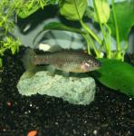 Xenotoca lyonsi